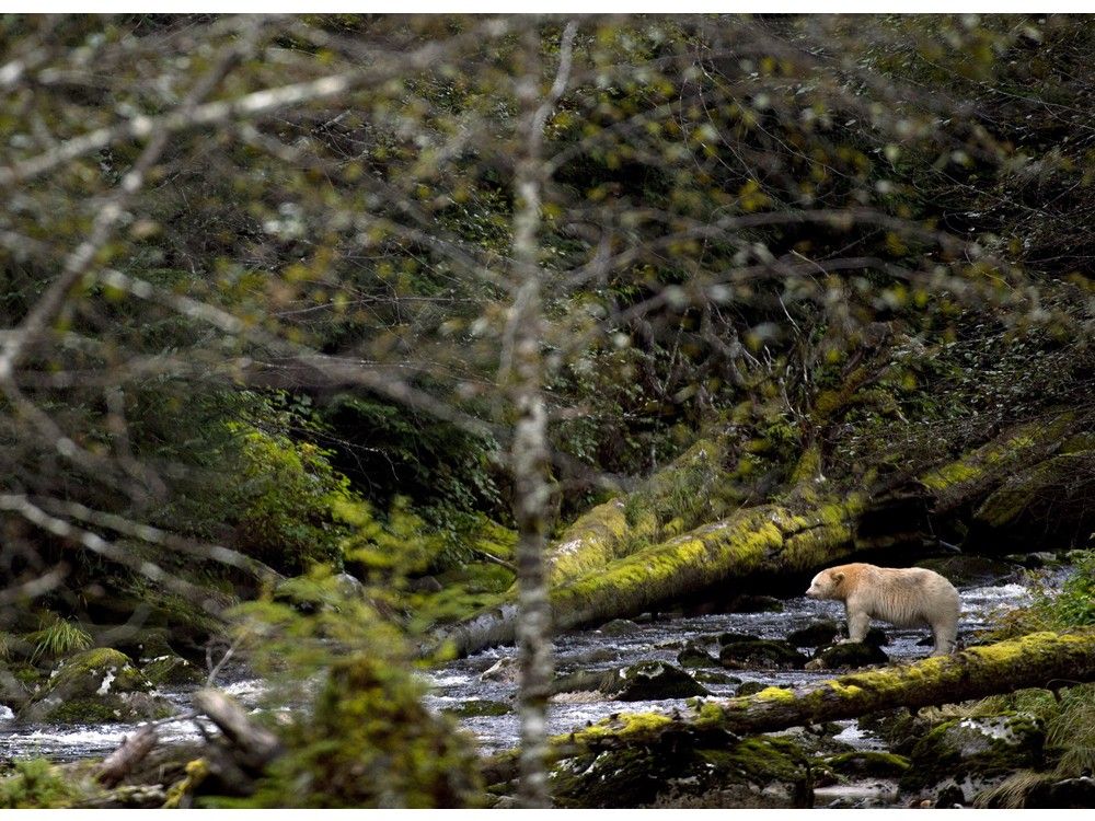 UVic prof creates new digital guide to plants, animals on B.C.'s wild