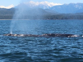 Migrating gray whales surface close to where the glider was deployed (March 15, 2016).
