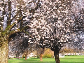 cherry blossoms final