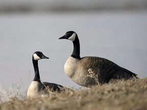 Canada Geese forage at Wascana Centre in Regina on Monday, April 6, 2015. Airborne flocks of Canada geese can be symbols of beauty and freedom, but the mess they leave behind on landing can quickly foul parks and beaches.