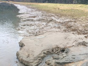 Flood-related excavations by the District of Kent near Agassiz are being criticized for creating silt that harmed the habitat of salmon and endangered Salish suckers.