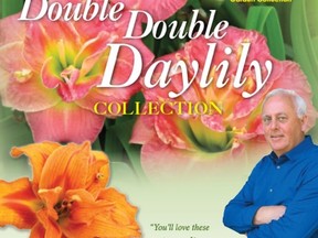Double Double Daylilies