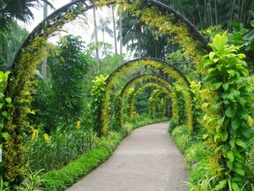 Oncidium orchid arch at Singapore Botanic Garden