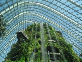 Mountain of greenery in the Cloud Dome