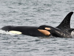 A newborn orca whale swims alongside an adult whale in the Salish Sea.