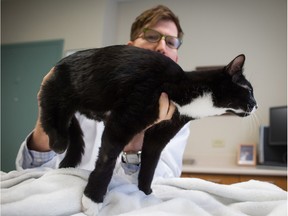 Dr. Mike Higgins, a veterinarian who specializes in neurology, examines Cassidy, an eight-month-old rescue cat with no rear legs, after it received Botox injections in Vancouver, B.C., on Wednesday March 23, 2016.