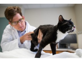 Dr. Mike Higgins, a veterinarian who specializes in neurology, examines Cassidy, an eight-month-old rescue cat with no rear legs, after it received Botox injections in Vancouver this week.