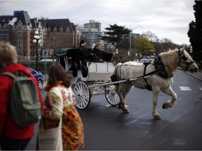 More than 900 people have signed a petition from the Victoria Horse Alliance group to request that the city cease operation of horse-drawn carriages in Victoria on Thursday, March 24, 2016.