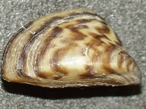Travel restrictions linked to the COVID-19 pandemic might help British Columbia defend against invasive mussels, but the province is taking no chances as it works to keep the creatures out of B.C. waterways. An invasive zebra mussel is pictured.