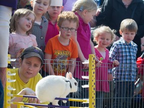 VANCOUVER, BC - MARCH 26, 2016, - Ridge, a White Dwarf Hotot rabbit jumps as the Vancouver Rabbit Agility Club put on a demonstration at the Surrey Museum in Cloverdale, BC. March 26, 2016. (Arlen Redekop / PNG photo)