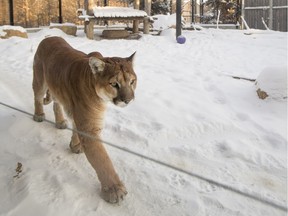 Police in Clearwater shot and killed what appeared to be a starving cougar that they say had little fear of humans. A different cougar is pictured in this file photo.