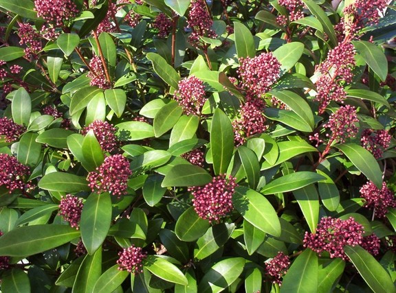 Best shrubs for your garden | Vancouver Sun