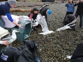 Seagulls are released Wednesday at New Brighton Park in Vancouver. — The Canadian Press/Wildlife Rescue Association