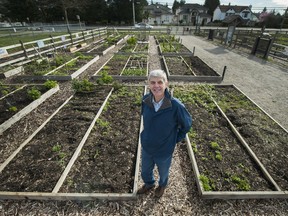 A trend toward community gardening across the region is wilting in Burnaby and Surrey due to civic indifference. That’s the conclusion of a report by the Burnaby Food First non-profit group, which plants the blame on civic governments which are stingy with municipal land.