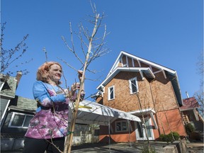 Torrie Groening shows off one of the gingko trees she bought during the last Vancouver park board tree sale. March 30, 2016.