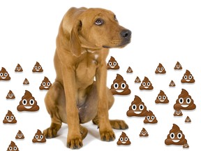 Metro Vancouver staff say nearly 500 tonnes of dog waste is deposited in regional parks every year — an amount that would require 50 dump trucks to haul it away.