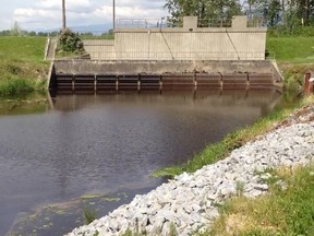 Hundreds of small flood-control structures in the lower Fraser River are robbing salmon and other fish of valuable habitat while creating conditions for non-native species to flourish, according to a new research study. Research by SFU master’s student David Scott looked at five sites with flood-control structures and five without.