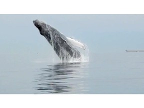 Kristy Wright Schell was out on English Bay early Saturday when she caught sight of a breaching humpback whale.