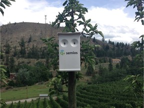 A pheromone delivery module in B.C. field trials by Semios, for insecticide-free insect management. [PNG Merlin Archive]