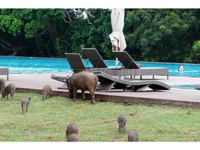 A tourist in the pool at the Yala Jetwing hotel looks a little rattled as a horde of wild pigs drop in for a grazing session. Jim Jamieson [PNG Merlin Archive]