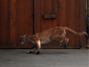 A wild cougar is chased down and tranquilized in a Victoria suburb last year.