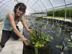 Caroline Mostertman with water plants