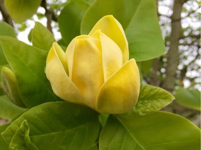 Yellow magnolia on purple magnolia tree