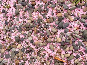Cherry blossom among driveway pebbles