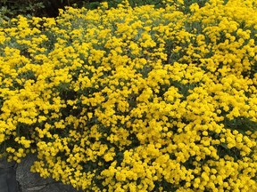 Bright yellow alyssum flowers