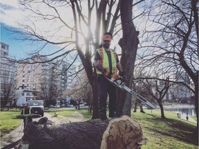 Park board arborist Jody Taylor was crushed by a branch Thursday as he pruned a damaged Catalpa tree in Connaught Park.