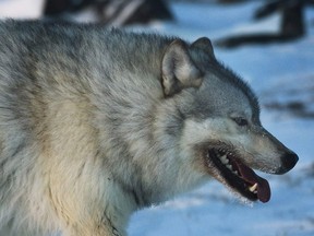 Some residents of Prince Rupert say they are nervous about increasing wolf encounters in the north coast city. "We've had five calls for wolf activity in Prince Rupert in the last few days," said conservation officer Ryan Gordon. "That is quite high."