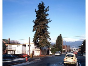 Jeff Wall's The Pine on the Corner sold for $275,000 at the Vancouver Art Gallery Auction Saturday at the Fairmont Pacific Rim.