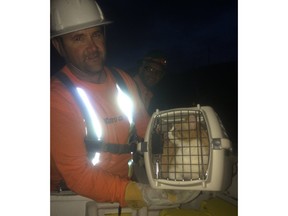 A social network campaign in southern British Columbia may have helped rescue a stubborn cat from a perilous perch. The orange and white cat named Miss Kitty climbed a BC Hydro power pole in Princeton, about 300 kilometres east of Vancouver, on Monday and refused to come down.