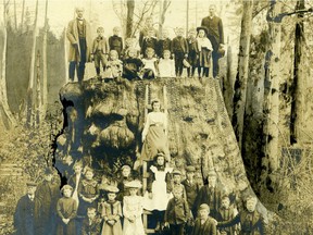 Children on Big Stump, circa 1890. Albumen print. From the exhibition Nanitch at Presentation House in North Vancouver.