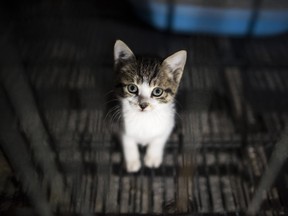 The province of B.C. is moving towards regulating the unlicensed and controversial industry of commercial cat and dog breeding.