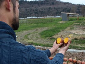Dan Oostenbrink is growing a trial field of golden beets on his Chilliwack farm for a new local seed trial.