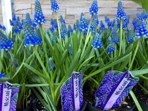 A flat of muscari, perfect for planting in the green