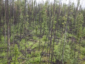 A study out of University of Victoria says nature is finding a way to heal from the devastation of British Columbia's mountain pine beetle outbreak. Post-beetle fallen pine trees damage from a helicopter shot in Quesnel.