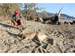 Kangaroos populate Cape Hillsborough beach for a short time each day at sunrise. [PNG Merlin Archive]