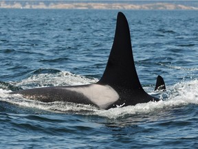 Killer whale L95R is shown in this image provided by the Center for Whale Research. It's still not known what caused the death of a killer whale found floating in an inlet on Vancouver Island.