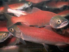 Warm water or possibly a viral outbreak are a few of the suspected causes for an ongoing fish die-off in Okanagan Lake in British Columbia's southern Interior.