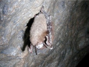 A brown bat shows the effects of white nose syndrome.