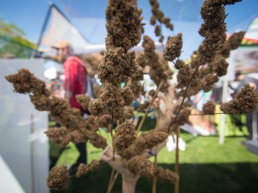 Marijuana buds are displayed by a vendor during the annual 4/20 cannabis culture celebration at Sunset Beach in Vancouver, B.C., on Wednesday April 20, 2016.