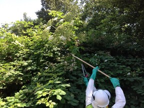 A crew from the Invasive Species Council of Metro Vancouver works to remove seed from giant hogweed for City of North Vancouver in 2013.