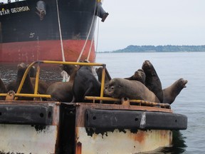 Male California sea lions on a mooring buoy at Deltaport near Tsawwassen.