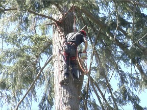 An arborist cuts down a tree in West Vancouver on Wednesday.