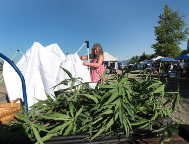 Vendors prepare their stands for the annual 420 event at Sunset Beach in Vancouver, BC., April 20, 2016.