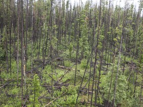 Post-pine beetle fallen pine trees damages from a helicopter shot in Quesnel.