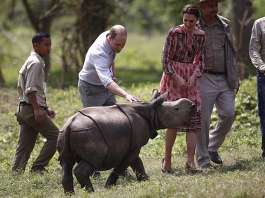 Britain's Prince William touches a baby rhino as his wife Kate, the Duchess of Cambridge watches at the Centre for Wildlife Rehabilitation and Conservation (CWRC), at Panbari reserve forest in Kaziranga, in the north-eastern state of Assam, India, April 13, 2016. (Adnan Abidi/ Pool photo via AP)