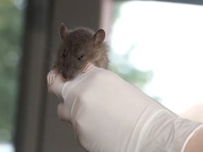 Scientists have outwitted the crafty rat with a stimulating new formula that puts sex on the brain. A team at Simon Fraser University in Burnaby, has developed a rat trap that combines synthetic sex pheromones, food scents and baby rat sounds to lure rodents to their deaths.